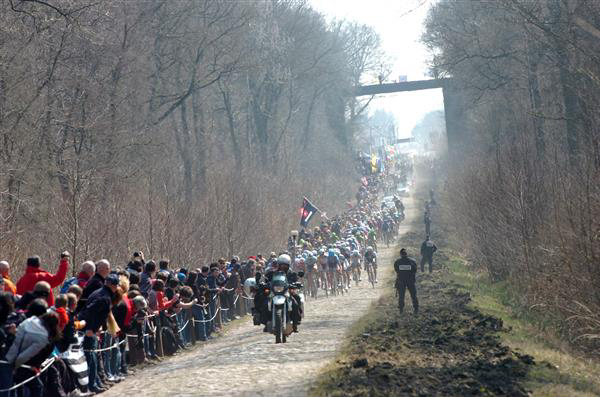 Arenberg forest