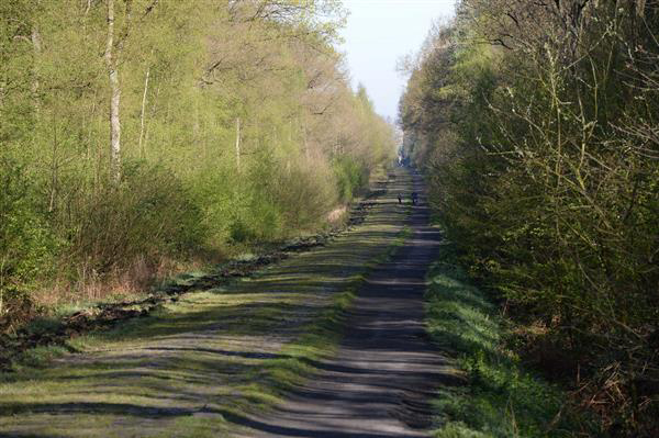 Arenberg Forest