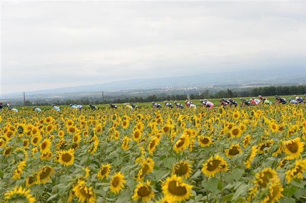 Sunflowers